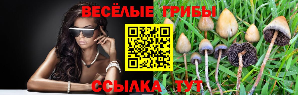 Псилоцибиновые грибы Psilocybe Солнечногорск